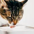 Колко често да сменяме водата на котката