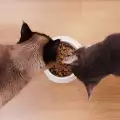 Колко яде котката?