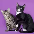 Защо женските котки нападат мъжките след чифтосване?