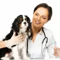 Как да даваме течно лекарство на кучето си?