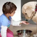 Как да накараме кучето да яде