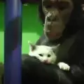 Шимпанзе осинови отритнато от всички котенце