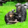 САЩ прекратява опитите с шимпанзета