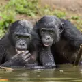 Шимпанзетата се предупреждават взаимно при опасност