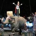 Швеция забранява цирковите слонове