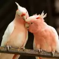 Най-социалните видове папагали