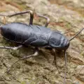 Хлебарките имат най-мощна захапка в животинското царство