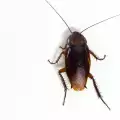 Хлебарката живее няколко дни без глава, самата глава - също