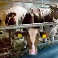 Германия слага край на клането на бременни крави