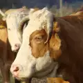 Грижи за бременни крави