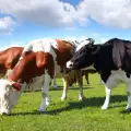Крави изпращат съобщения на собственика си, ако са болни