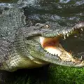 Мъж се спаси от смъртоносната захапка на крокодил