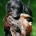 Породи кучета за лов на птици