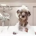 Колко често да къпем кучето