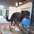 Куче стана сензация с домакинските си умения