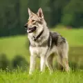 Важни грижи при отглеждане на чехословашко вълчо куче