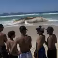Мъртъв кит бе изхвърлен на оживен плаж в Рио де Жанейро