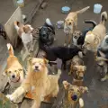Шуменският приют за кучета популяризира осиновяването с любопитен метод