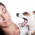 Защо мирише устата на кучето
