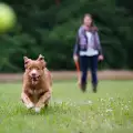 Кои породи кучета са добър партньор за тичане в парка?