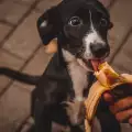 Могат ли кучетата да ядат банани?