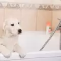 Как да изкъпем кучето