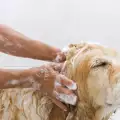 Колко често се къпе кучето?