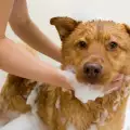 Къпане на кучето