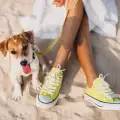 Плаж за кучета ще бъде открит в Турция