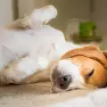 Как да направим легло за кучето?