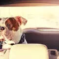 Автомобилна болест при кучета