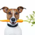Могат ли кучетата да ядат моркови?