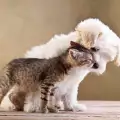 Куче осинови котенца, изоставени от майка си