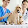 За епилепсията при кучетата и котките