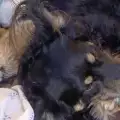 Невероятно! Мъжко куче стана майка на гепардчета