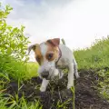 Защо кучето рови в земята?