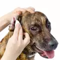 Защо кучето си чеше ушите?