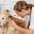 Кучешки отит - симптоми, причини и лечение