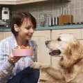 Учени разкриха: Подвижна хранилка ли са хората за кучетата си?