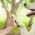 Как да дресираме кучето да дава лапа