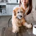 Първото кафе за кучета в Ню Йорк отваря врати