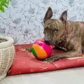 Как да направим играчка за куче
