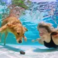 Породи кучета, които обичат да плуват