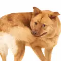 Как да отучим кучето да си хапе опашката