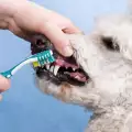 Почистване на зъбите на кучето