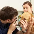 Как да почистим очите на куче