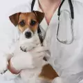 Спасиха куче с уникална операция