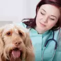 Колко често трябва да водим кучето на ветеринар