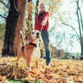 За какво да внимаваме при есенната разходка на кучето?