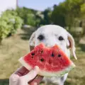 Полезни за кучетата летни храни